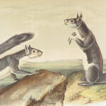 The Quadrupeds of North America – Audubon – 1849 | 155 Color Plates | First edition