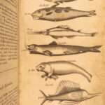 1666 – History of Caribbean Islands – Rochefort | Famous First English Edition