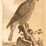 1793 – Natural History of Birds – Buffon | English Edition – Illustrated Ornithology
