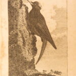 1793 – Natural History of Birds – Buffon | English Edition – Illustrated Ornithology