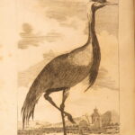 1793 – Natural History of Birds – Buffon | English Edition – Illustrated Ornithology