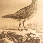 1793 – Natural History of Birds – Buffon | English Edition – Illustrated Ornithology