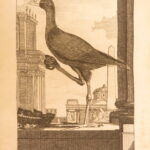 1793 – Natural History of Birds – Buffon | English Edition – Illustrated Ornithology