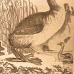 1793 – Natural History of Birds – Buffon | English Edition – Illustrated Ornithology