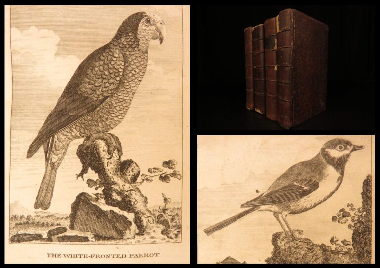 Image of 1793 – Natural History of Birds – Buffon | English Edition – Illustrated Ornithology