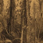 1887 – David Livingstone Zambezi Expedition | Africa Voyages & Exploration