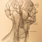 1878 – Anatomy – Henry Gray | Most Famous Medicine & Surgery Text, Illustrated