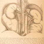 1878 – Anatomy – Henry Gray | Most Famous Medicine & Surgery Text, Illustrated