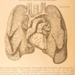 1878 – Anatomy – Henry Gray | Most Famous Medicine & Surgery Text, Illustrated