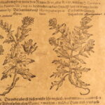 1611 – Kreutterbuch – Mattioli | Famous, Important Herbal – Illustrated Woodcuts