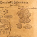 1611 – Kreutterbuch – Mattioli | Famous, Important Herbal – Illustrated Woodcuts
