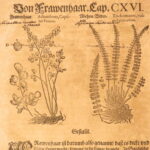 1611 – Kreutterbuch – Mattioli | Famous, Important Herbal – Illustrated Woodcuts