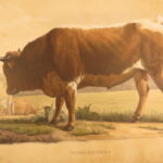 1850 – Natural History of Animals – Grobon | Huge Oblong Folio of Farm Animals