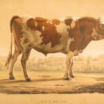 1850 – Natural History of Animals – Grobon | Huge Oblong Folio of Farm Animals