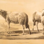 1850 – Natural History of Animals – Grobon | Huge Oblong Folio of Farm Animals
