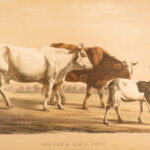 1850 – Natural History of Animals – Grobon | Huge Oblong Folio of Farm Animals