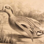 1850 – Natural History of Animals – Grobon | Huge Oblong Folio of Farm Animals