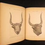 1878 – Mycenae – Schliemann | First Edition – Art & Archaeology of Ancient Troy