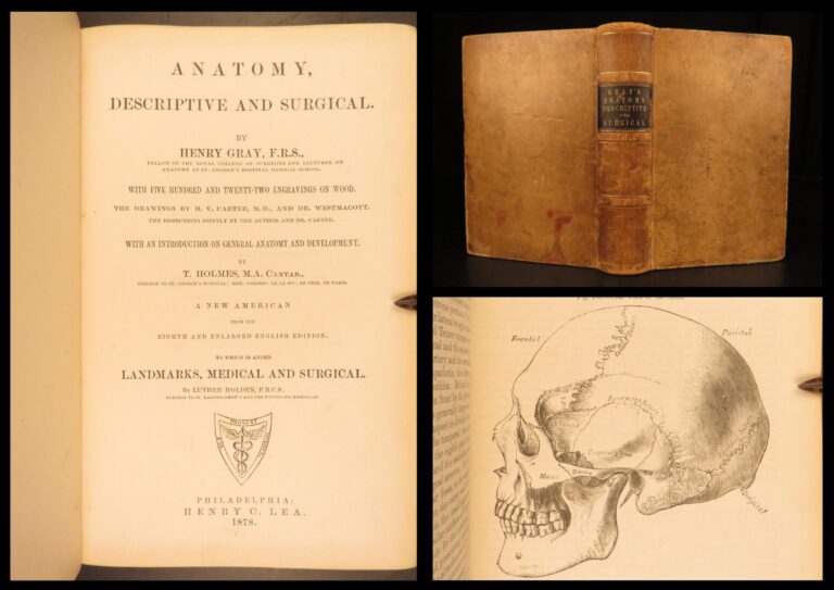 Image of 1878 – Anatomy – Henry Gray | Most Famous Medicine & Surgery Text, Illustrated
