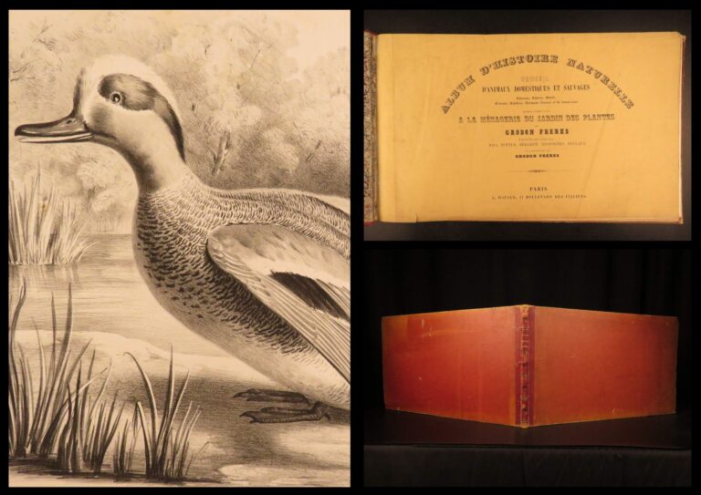 Image of 1850 – Natural History of Animals – Grobon | Huge Oblong Folio of Farm Animals